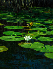 A beautiful water lily in the Danube delta