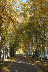 The road going through the autumn park on a sunny day.