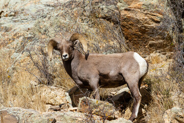 Mammals of Colorado. Colorado Rocky Mountain Bighorn Sheep