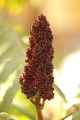 zjawiskowy  kwiatostan  krzewu  w  jesiennym  parku © Mirosaw