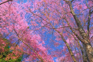 Cherry blossoms are blooming in northern Thailand. Sakura bloom at Khun Wang Chiang Mai.