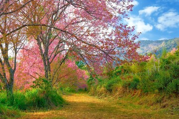 Cherry blossoms are blooming in northern Thailand. Sakura bloom at Khun Wang Chiang Mai.