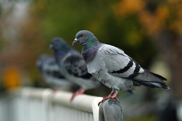 Doves in row on a railing - stockphoto