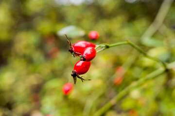 Owoce dzikiej róży, z której jesienią można przyrządzić apetyczne przetwory © MatB