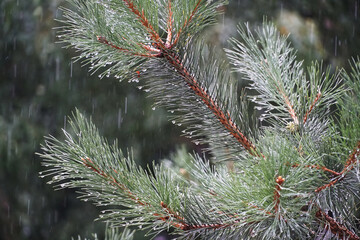 pine branches in the rain