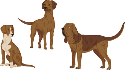Hounds are hunting dogs. Bloodhound, Rhodesian Ridgeback. Vector graphics.