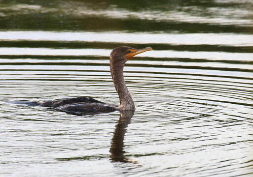 Swimming young cormorant