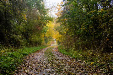 Stara wybrukowana droga leśna w czasie jesieni