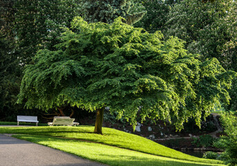 Beautiful tree in the park
