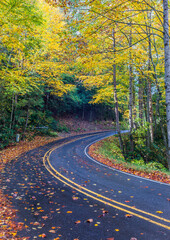 Wet road winds through yellow autumn trees.