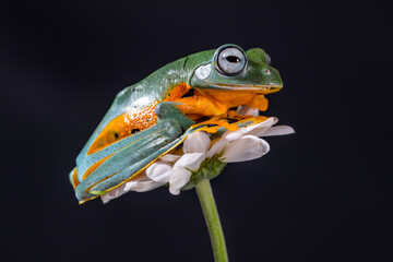 Wallace flying Frog or Rhacophorus reinwardtii