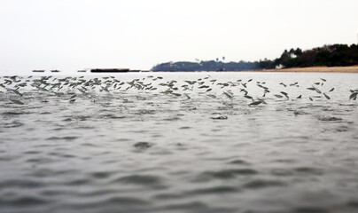 school of fish flying over the sea