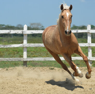 caballo