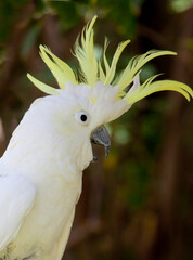 White cockatoo upset, yells with mouth open and feathers raised