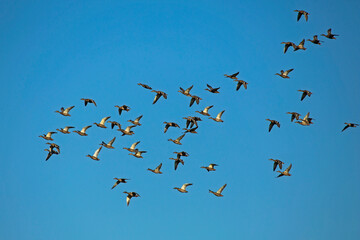 A large flock of ducks flying on the blue sky. Mallard, or Wild duck (Anas platyrhynchos).