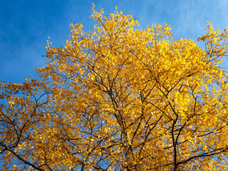 Fototapeta premium Tree leaves in autumn colors
