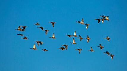A large flock of ducks flying on the blue sky. Mallard, or Wild duck (Anas platyrhynchos).