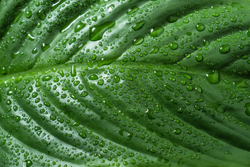 Dark green leaf with drops of water close up for natural background.