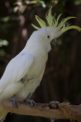 White cockatoo with yellow crest