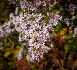 Wild flowers of pink and red in North Carolina in autumn