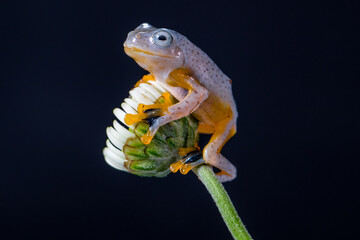 Wallace flying Frog or Rhacophorus reinwardtii