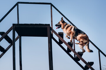 Active training with the dog on the dog Playground in the fresh air. A black-and-red female German shepherd climbs up the stairs, side view, with a clear blue sky in the background.