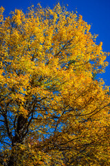 Yellow trees of autumn