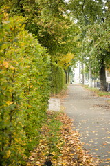 Naklejka premium Early autumn park. Autumn park with cleaned leaves in flower beds. Path and benches to the autumn park