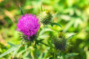 Purple Cirsium helenioides flower on a blurry background, close up.