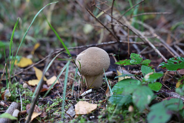 mushrooms have grown in the forest in autumn under the trees