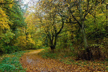 Jesienna aleja w lesie. Zżółknięte liście na drzewach oraz na ziemi