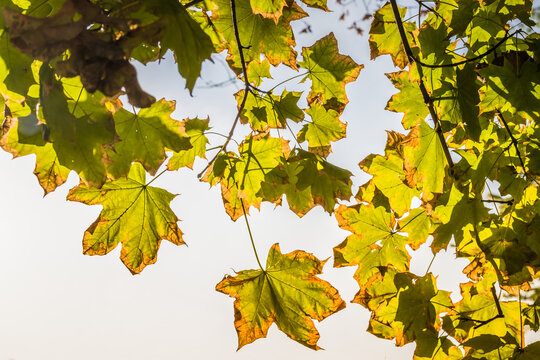 Bright green leaves on twigs with some autumn leaves already turning yellow (as the early autumn concept), selective focus them
