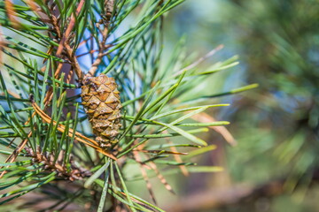 Beautiful pine cone full of seeds hanging from a pine tree all closed up
