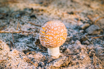 Young fly agaric mushroom in the sand