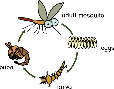 Mosquito life cycle. Sequence of stages of development of mosquito from egg to adult insect isolated on white background