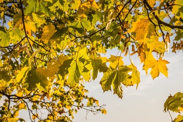 Bright yellow and green maple eaves on twigs with most autumn leaves already turning yellow (as the autumn concept), selective focus them