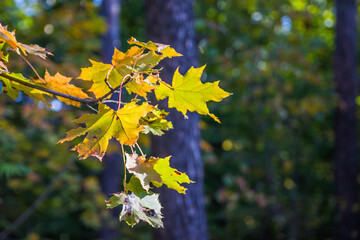 Bright yellow and green maple eaves on twigs with most autumn leaves already turning yellow (as the autumn concept), selective focus them