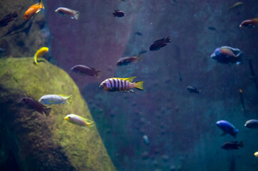 Kolorowe rybki pływające w akwarium w ogrodzie zoologicznym