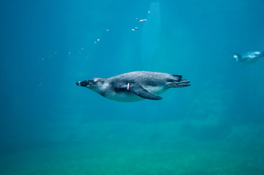 Samotny jeden pingwin pływający w szklanym zbiorniku w ogrodzie zoologicznym