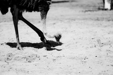Czarno-biała fotografia sylwetki strusia szukającego w piasku pożywienia