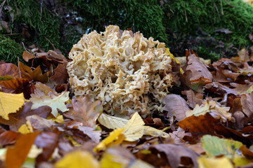 Sparassis crispa forest edible autumn mushroom in the forest