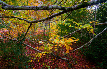 Path through the forest during autumn