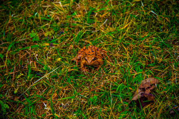 frog among the meadows one