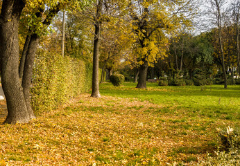 City Park in Autumn. Park hedge in autumn. Yellow leaves in the park on the lawn
