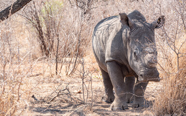Fototapeta premium Dehorned Rhino closeup portrait in the Hwange National Park, Zimbabwe