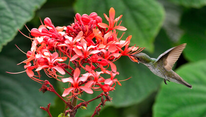 colibr&iacute;