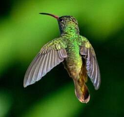 Fototapeta premium colibrí