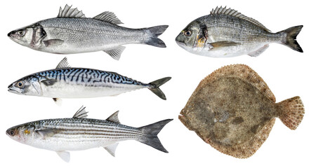 Fresh sea fish. Isolated set on a white background. Sea bass, dorado, mackerel, mullet, turbot
