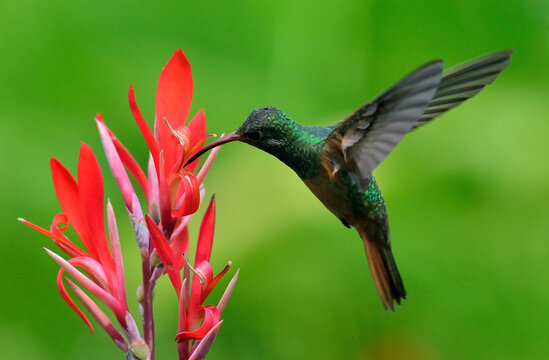 colibr&iacute;