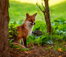 Red fox in the city